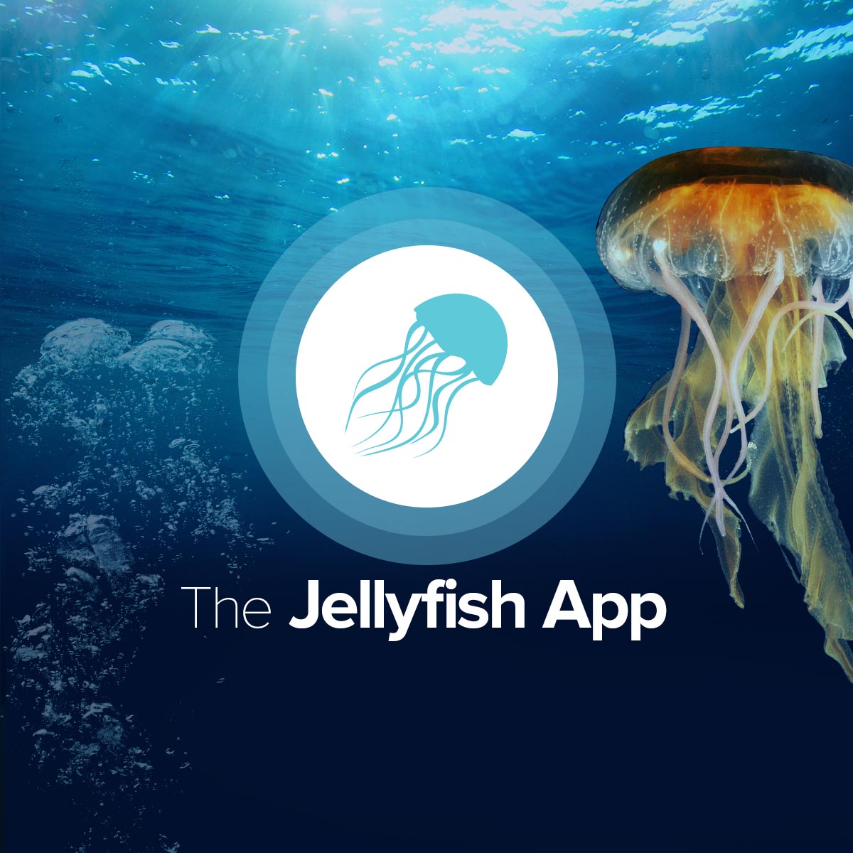 Jellyfish Species Chart